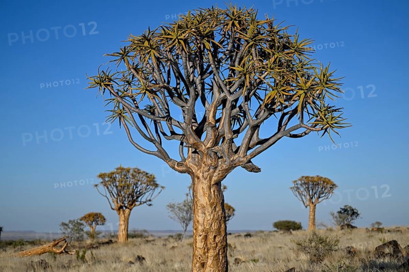 Quiver trees (Aloe dichotoma), quiver tree forest near Keetmanshoop, Karas Region, Namibia