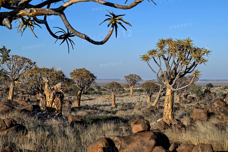 Quiver trees (Aloe dichotoma), quiver tree forest near Keetmanshoop, Karas Region, Namibia