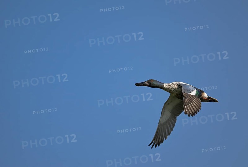 Flying drake of the shoveler (Anas clypeata) in front of a blue sky, Lower Rhine, North Rhine-Westphalia, Germany