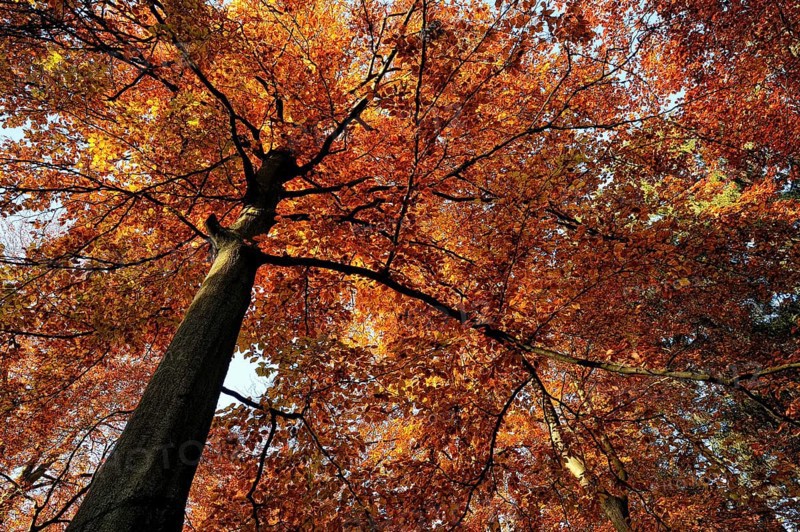Autumnal colourful crown of the copper beech (Fagus sylvatica), Lower Rhine, North Rhine-Westphalia, Germany
