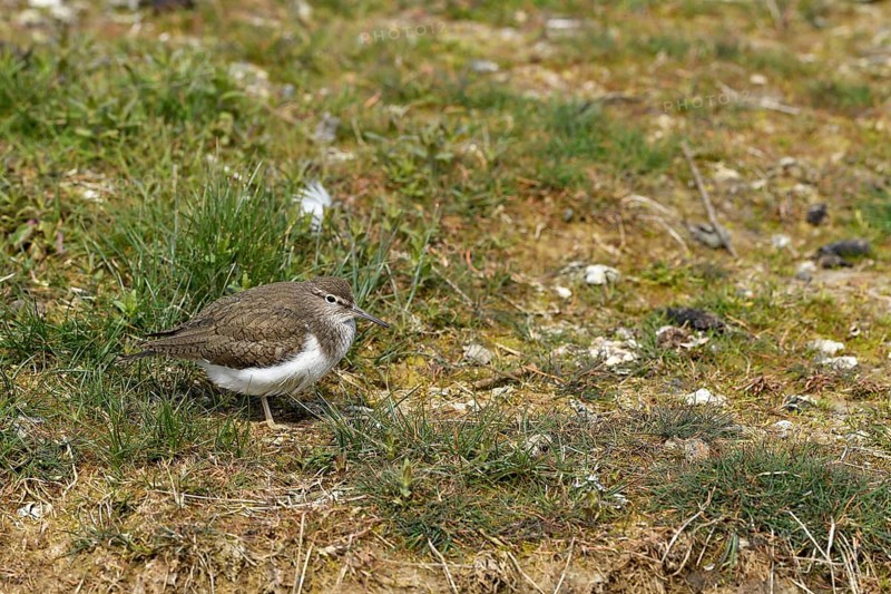 Common sandpiper (Actitis hypoleucos), Texel, North Holland, Netherlands