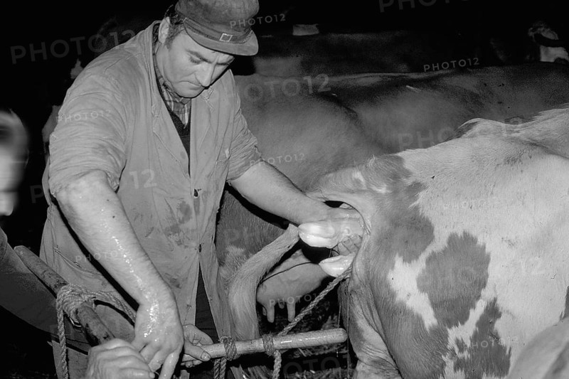 Cow birth with the help of a rope in a cowshed, black and white, Franconia, Bavaria, Germany
