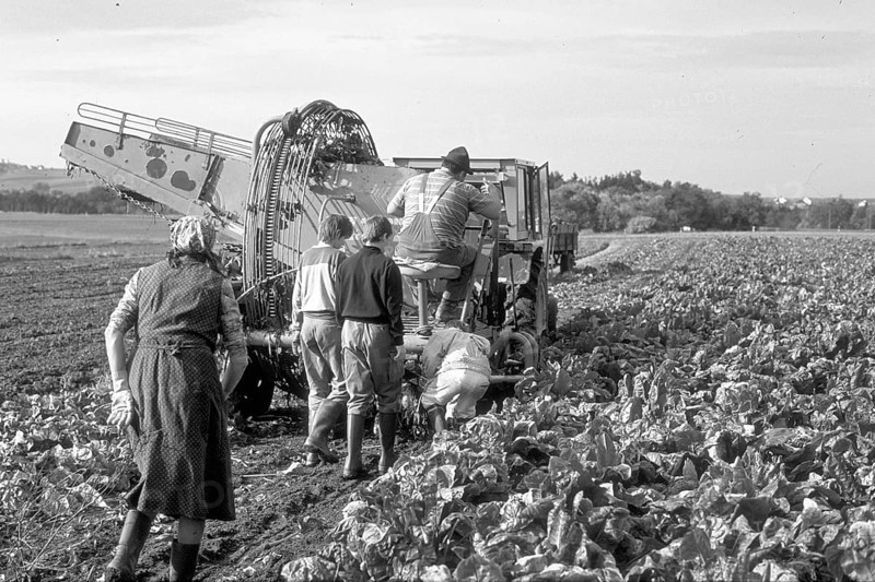 Beet harvest of a small farmer in the 1980s, black and white, Franconia Bavaria, Germany