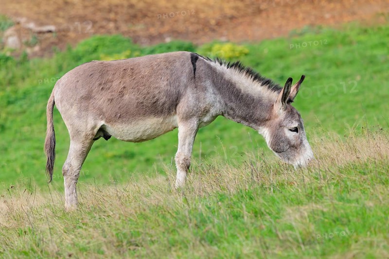 A male grey domestic donkey (Equus asinus) grazes in a green paddock