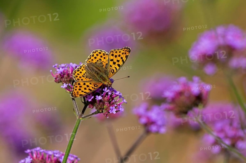 Butterfly, Small Pearl-bordered Fritillary (Issoria lathonia), Purpletop vervain (Verbena bonariensis), Burgstemmen, Nordstemmen, Lower Saxony, Germany