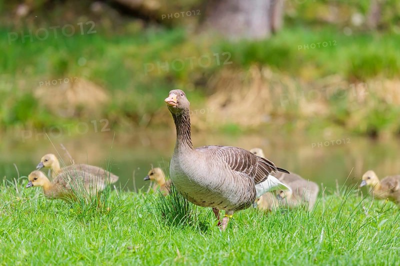A couple of adult Greylag Goose (Anser anser) stands with their goslings on a green meadow. Bavaria, Germany