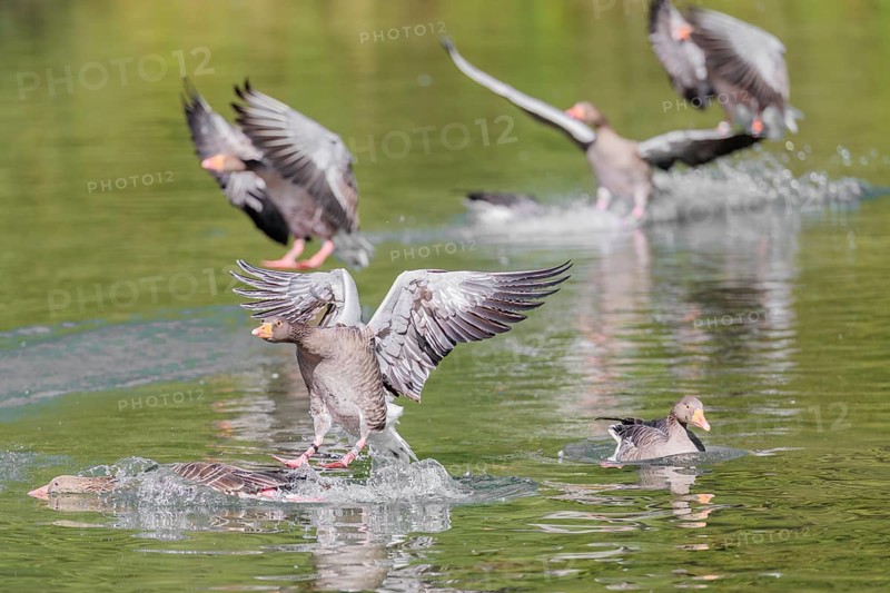 A flock of greylag geese (Anser anser) lands on a lake crowded with geese on a sunny day. One goose is pushed underwater by another goose landing. Bavaria, Germany