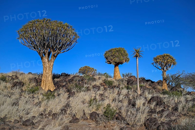 Quiver trees (Aloe dichotoma), quiver tree forest near Keetmanshoop, Karas Region, Namibia