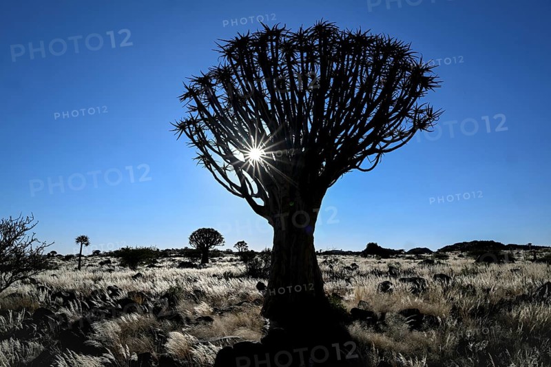Quiver tree (Aloe dichotoma), blue hour, quiver tree forest near Keetmanshoop, Karas Region, Namibia