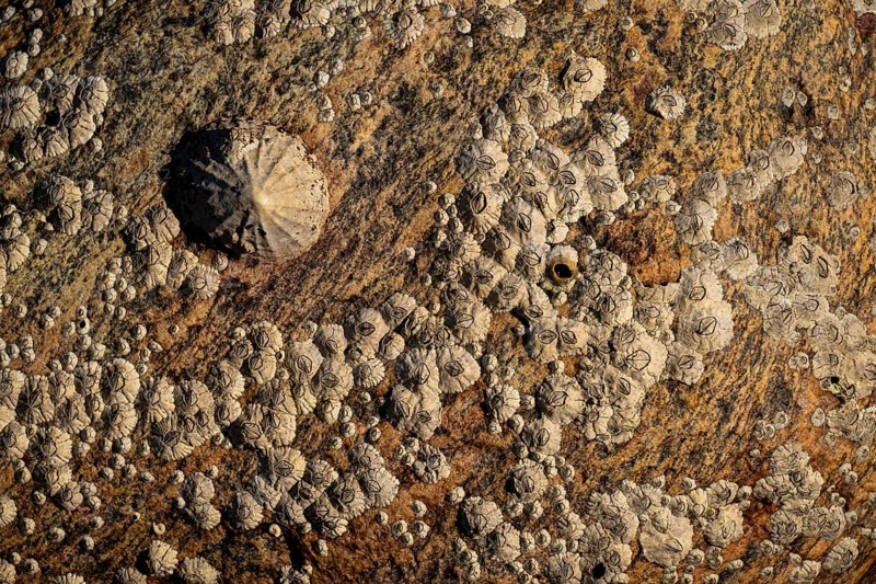 Limpet and barnacles (Patella vulgata, Semibalanus balanoides), rocks by the sea, Otroya or Otrøya Island, Møre og Romsdal, Norway