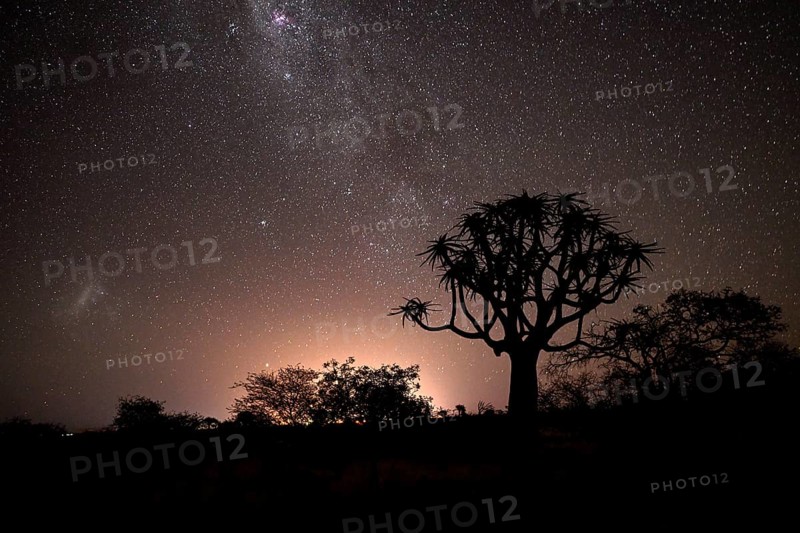 Quiver trees (Aloe dichotoma) under the starry sky, quiver tree forest near Keetmanshoop, Karas Region, Namibia