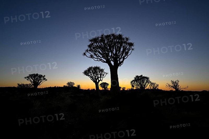 Quiver trees (Aloe dichotoma) in first daylight, quiver tree forest near Keetmanshoop, Karas Region, Namibia
