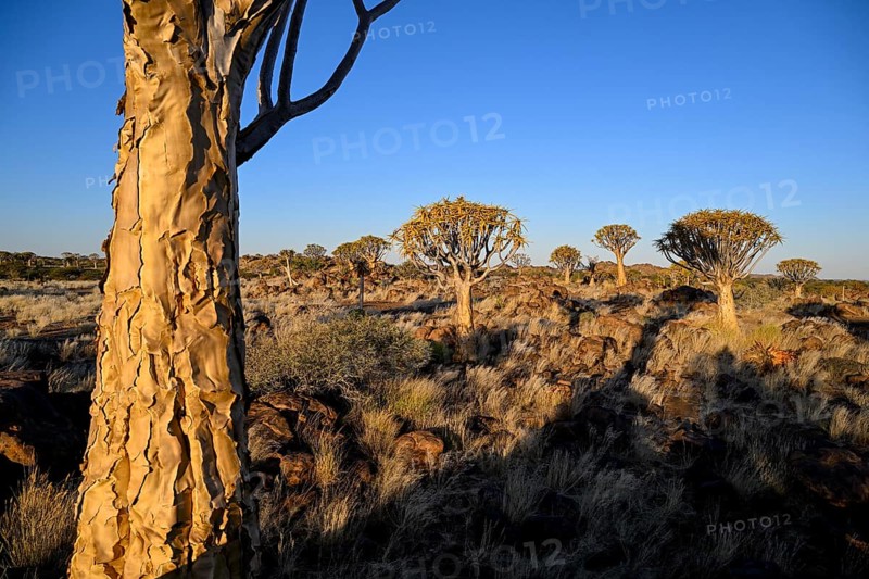Quiver trees (Aloe dichotoma), quiver tree forest near Keetmanshoop, Karas Region, Namibia
