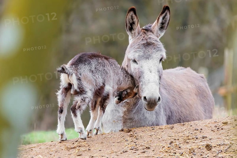 Friendship without borders. A domestic donkey (Equus asinus) and a Tauernschecke goat (Capra aegagrus hircus) cuddle together. Captive, Bavaria, Germany