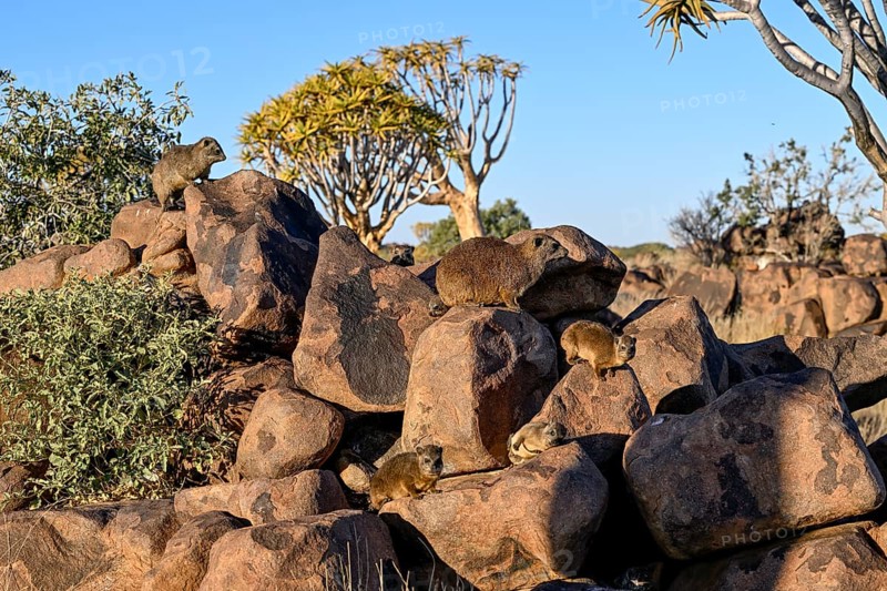 Klippschliefers (Procavia capensis), desert dormice or Klippdachs in the quiver tree forest near Keetmanshoop, Karas Region, Namibia