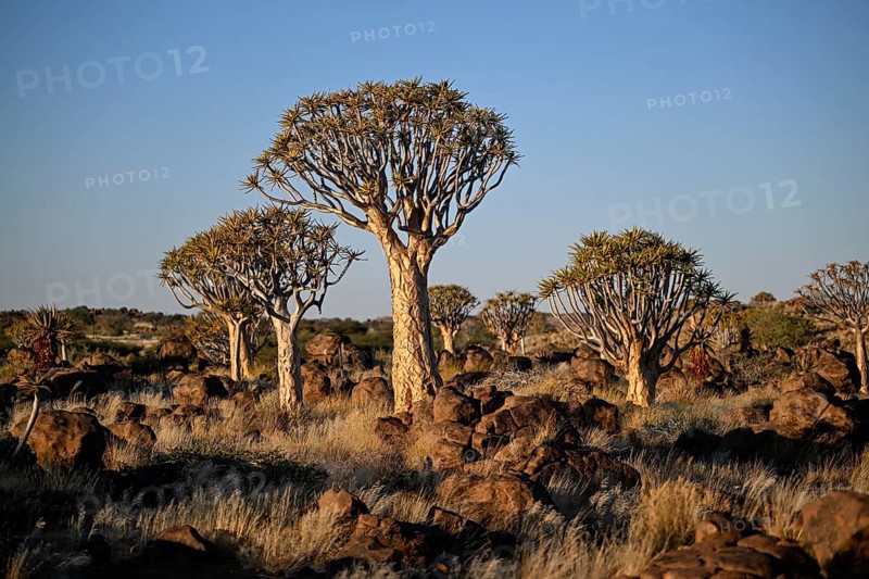 Quiver trees (Aloe dichotoma), quiver tree forest near Keetmanshoop, Karas Region, Namibia