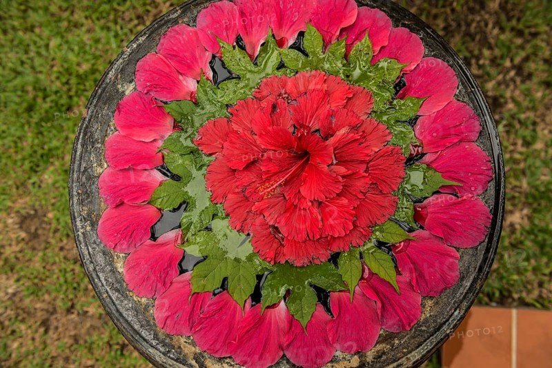Flower decoration made of blossoms in a luxury resort, Klong Khong Beach, Sala Dan, Ko Lanta, Koh Lanta, Krabi Province, Southern Thailand, Andaman Sea, Thailand