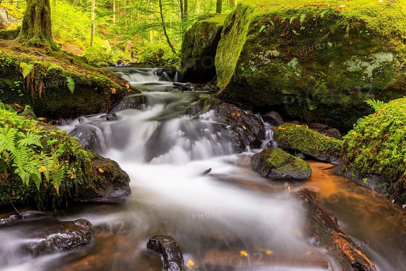 Stream through moss-covered stones, bracken fern (Pteridium aquilinum), Leptosporangiate ferns (Polypodiopsida), Karlstalschlucht, Trippstadt, Pfläzerwald, Rhineland-Palatinate, Germany