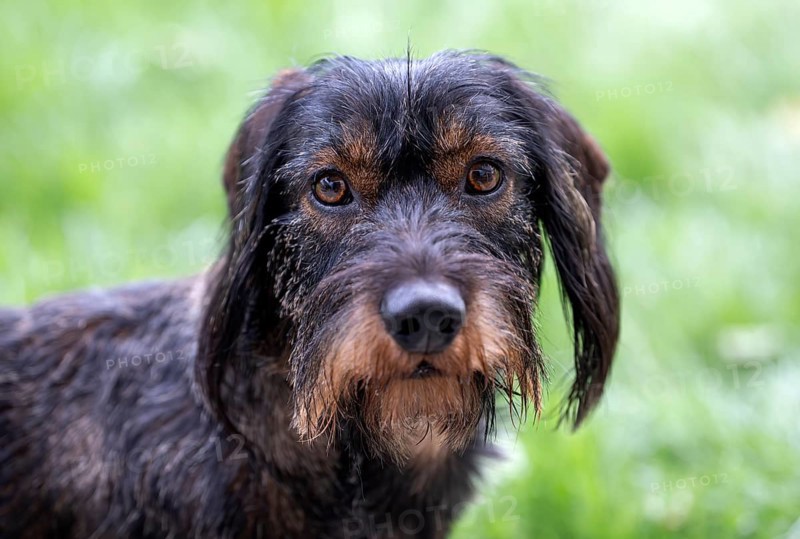 Rough-haired dachshund (Canis lupus familiaris) male, 4 years, animal portrait, attentive, Stuttgart, Baden-Württemberg, Germany