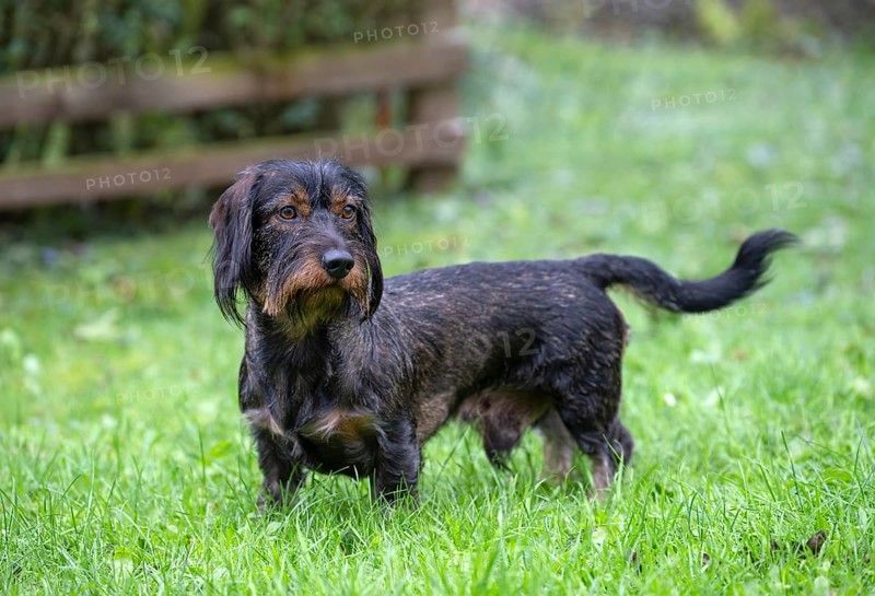Rough-haired dachshund (Canis lupus familiaris) male, 4 years, attentive, in a meadow, in garden, Stuttgart, Baden-Württemberg, Germany