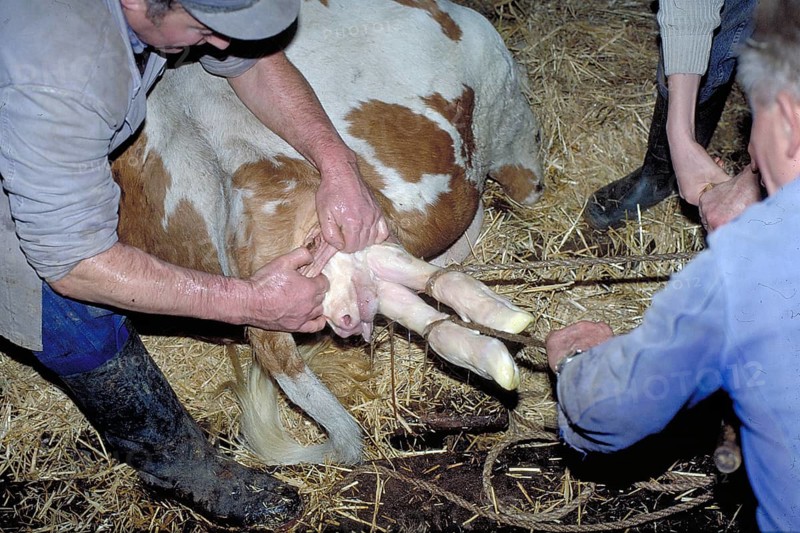 Cow birth with the help of a rope in a cowshed, Franconia, Bavaria, Germany