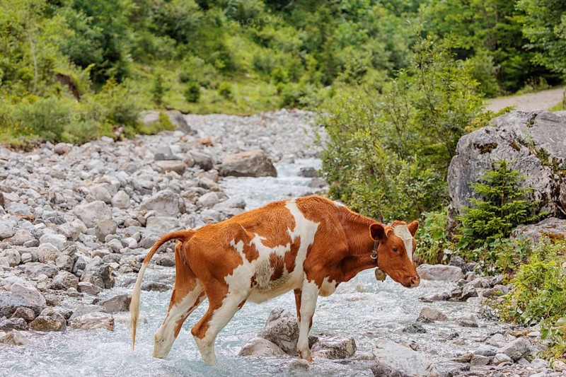 Holstein Friesian cattle crossing a creek on an alpine pasture. Eng valley, Austria