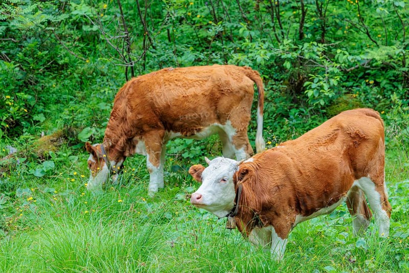 Holstein-Friesian cattle grazing on a mountain pasture in steep terrain. Eng Valley, Austria