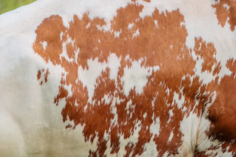 Cow patterns. A Holstein Friesian shows her fur pattern. Eng valley, Austria