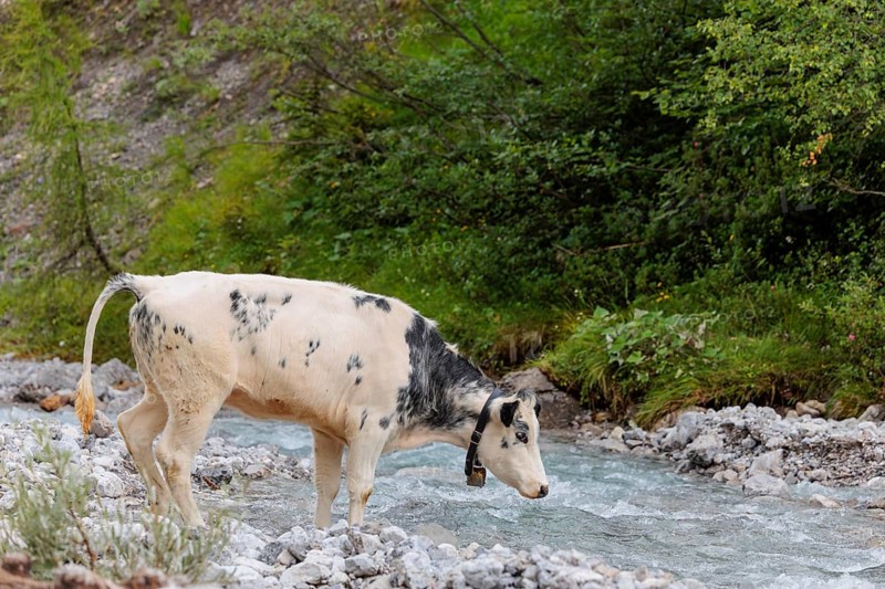 A cow crosses a creek on an alpine pasture. Eng valley, Austria