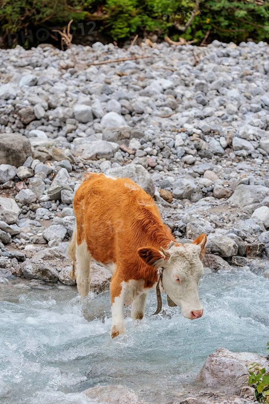 Holstein Friesian cattle crossing a creek on an alpine pasture. Eng valley, Austria