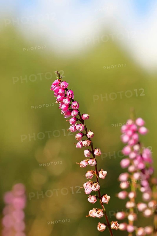 Flowering heather (Calluna vulgaris), heather, Trupacher Heide nature reserve, Siegen, North Rhine-Westphalia, Germany