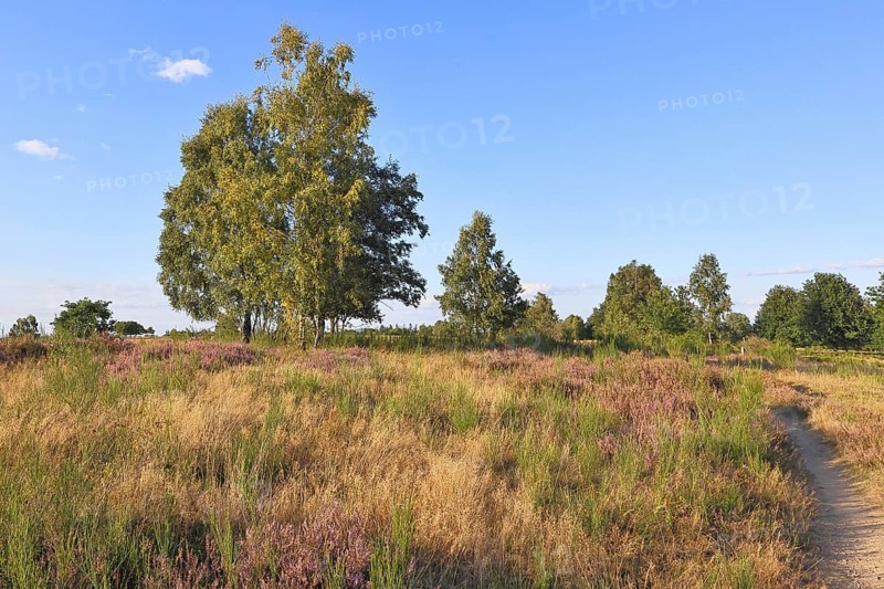 Heath landscape with heather (Calluna vulgaris) and birch trees and blue sky, Trupacher Heide nature reserve, Siegen, North Rhine-Westphalia, Germany