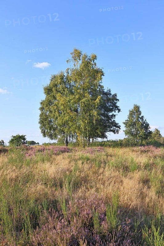 Heath landscape with heather (Calluna vulgaris) and birch trees and blue sky, Trupacher Heide nature reserve, Siegen, North Rhine-Westphalia, Germany