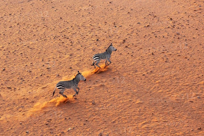 Hartmann's Mountain Zebra (Equus zebra hartmannae). At a sandy plain in the Namib Desert. Aerial view from a helicopter. Namib-Naukluft Park, Namibia