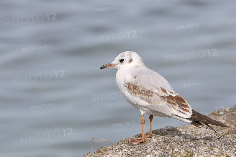 Black-headed gull (Chroicocephalus ridibundus), standing on a wall on the lakeshore, Lake Chiemsee, Prien, Bavaria, Germany