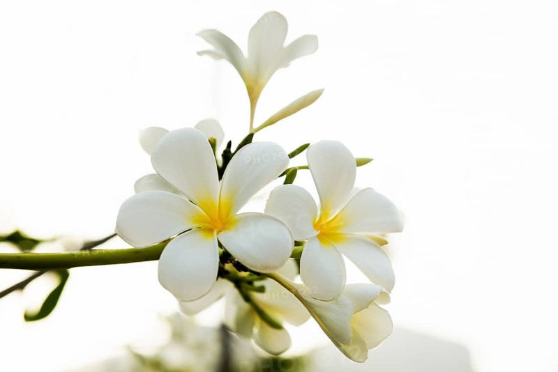 Frangipani, Pearl Beach, Koh Mook, Trang Province, Southern Thailand, Andaman Sea, Thailand