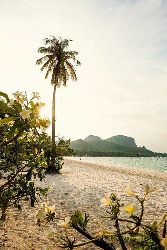 White sandy beach and coconut palms, sunset, Pearl Beach, Koh Mook, Trang Province, Southern Thailand, Andaman Sea, Thailand