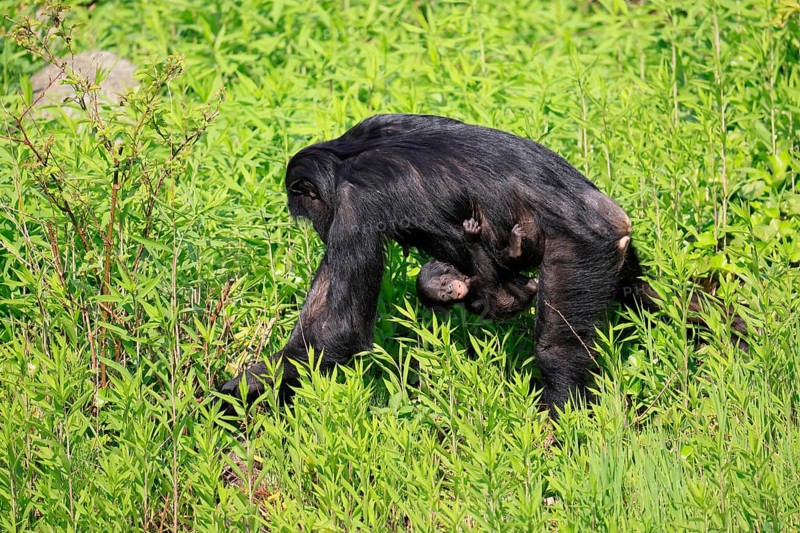 Bonobo (Pan Paniscus), pygmy chimpanzee, adult, female, juvenile, mother, social behaviour