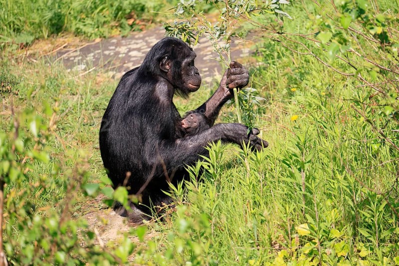 Bonobo (Pan Paniscus), pygmy chimpanzee, adult, female, juvenile, mother, social behaviour, suckling