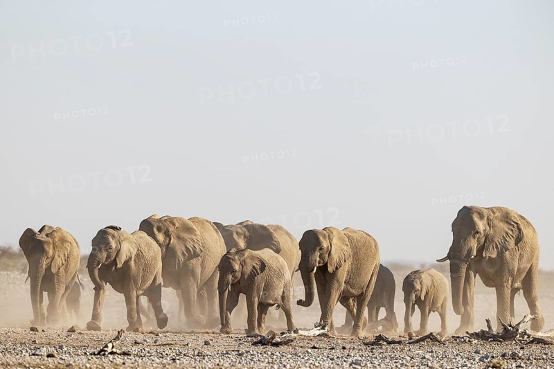 African Elephant (Loxodonta africana). Breeding herd rushing towards a waterhole. Etosha National Park, Namibia