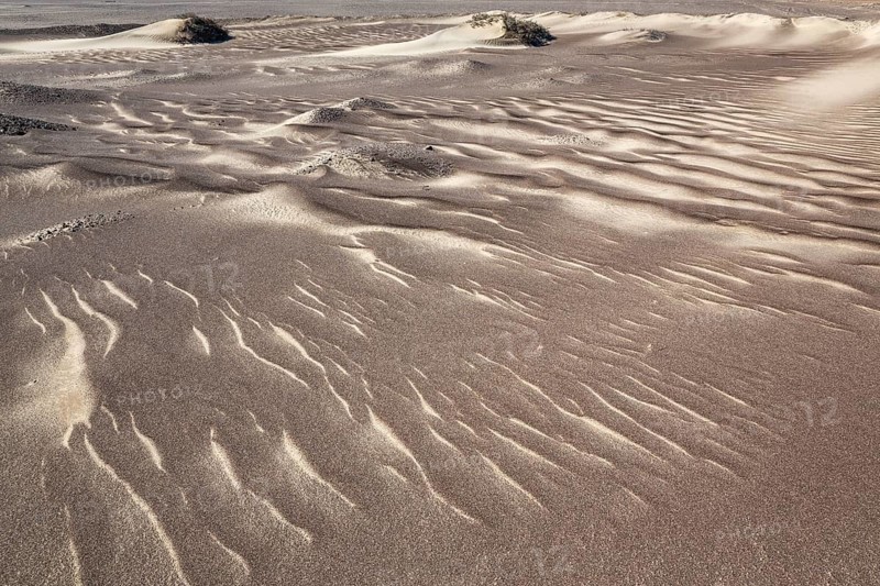 Small sand heaps form around the sparse vegetation in the Namib Desert. Skeleton Coast National Park, Namibia