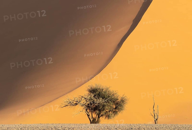 Sand dune and camelthorn tree (Vachellia erioloba) in the Namib Desert, Namib-Naukluft Park, Namibia
