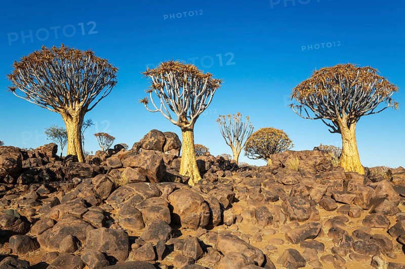Quiver Tree (Aloidendron dichotomum). Quiver tree forest, Keetmanshoop, Southern Namibia