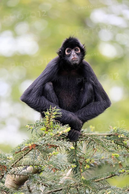 Brown-headed spider monkey (Ateles fusciceps rufiventris), alert, sitting, on tree, South America