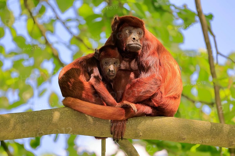 Venezuelan red howler (Alouatta seniculus), adult, female, juvenile, on tree, alert, South America