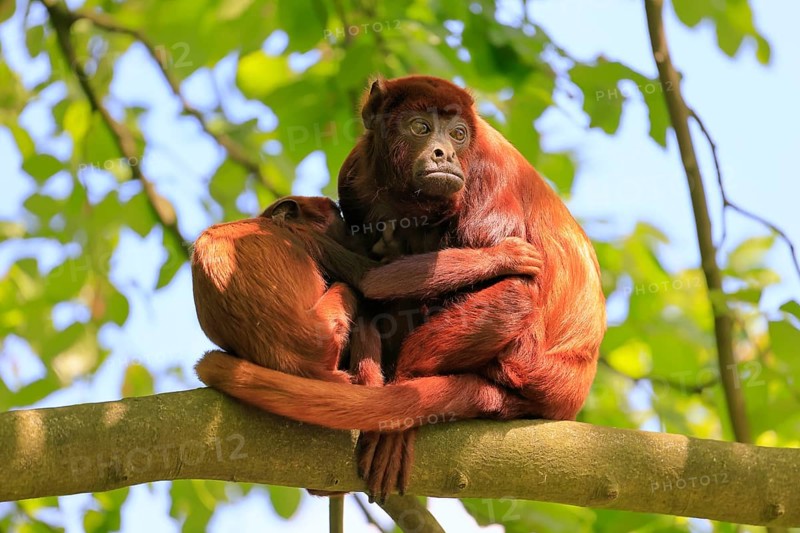 Venezuelan red howler (Alouatta seniculus), adult, female, juvenile, on tree, resting, South America