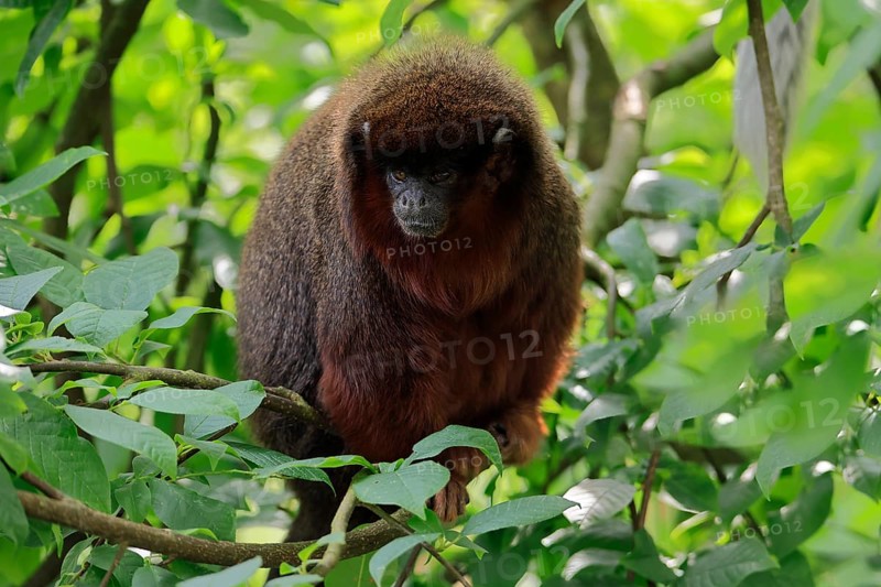 Coppery titi (Plecturocebus cupreus), adult, alert, on tree, South America