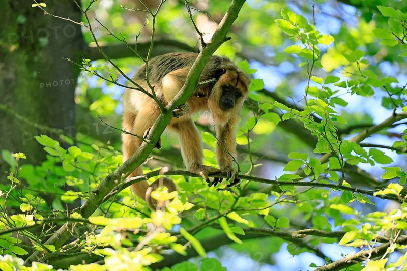 Black howler (Alouatta caraya), adult, female, on tree, alert, South America
