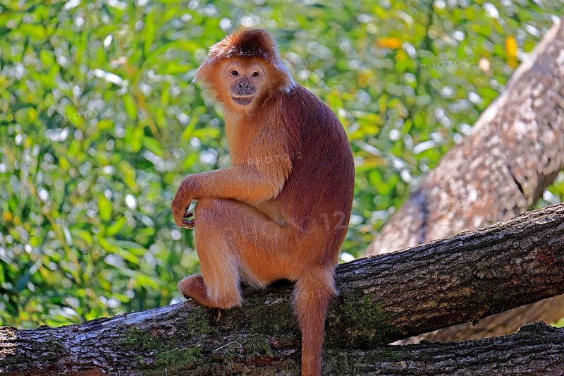 Javan lutung (Trachypithecus auratus), orange morph, adult, sitting, on tree, alert, endangered species, captive, Indonesia