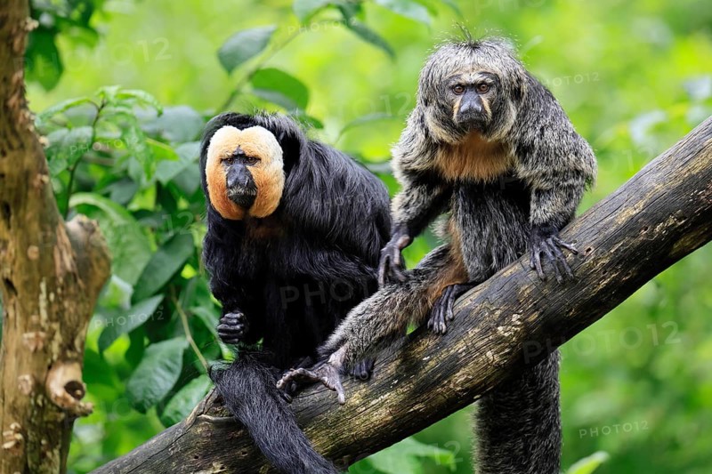 White-headed Saki (Pithecia pithecia), adult, tree, male, female, vigilant, pair, South America